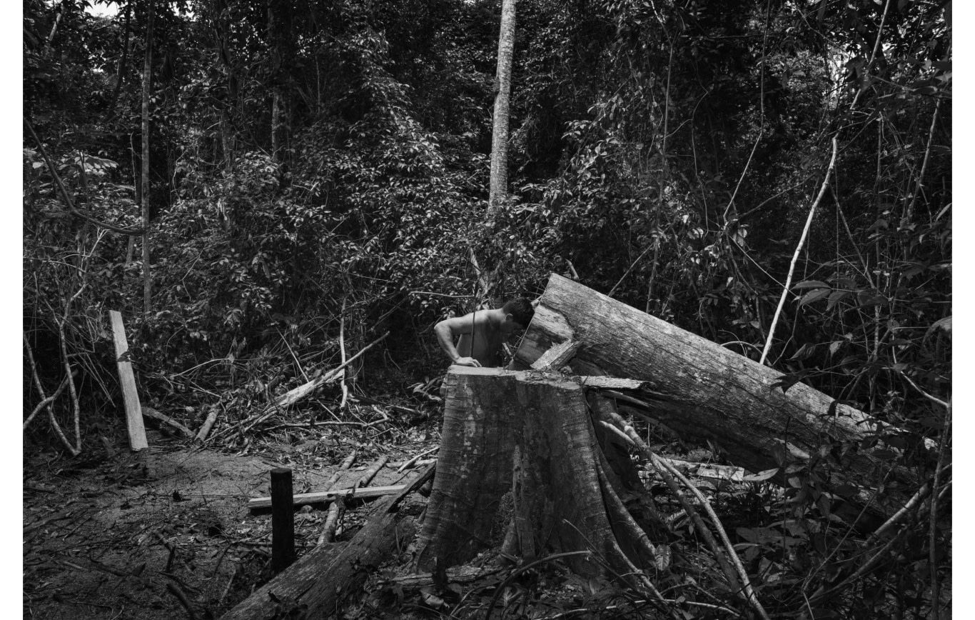 Araribóia, Maranhão. Un garde forestier Guajajara devant le triste spectacle d’un arbre abattu par des exploitants illégaux © Tommaso Protti pour la Fondation Carmignac