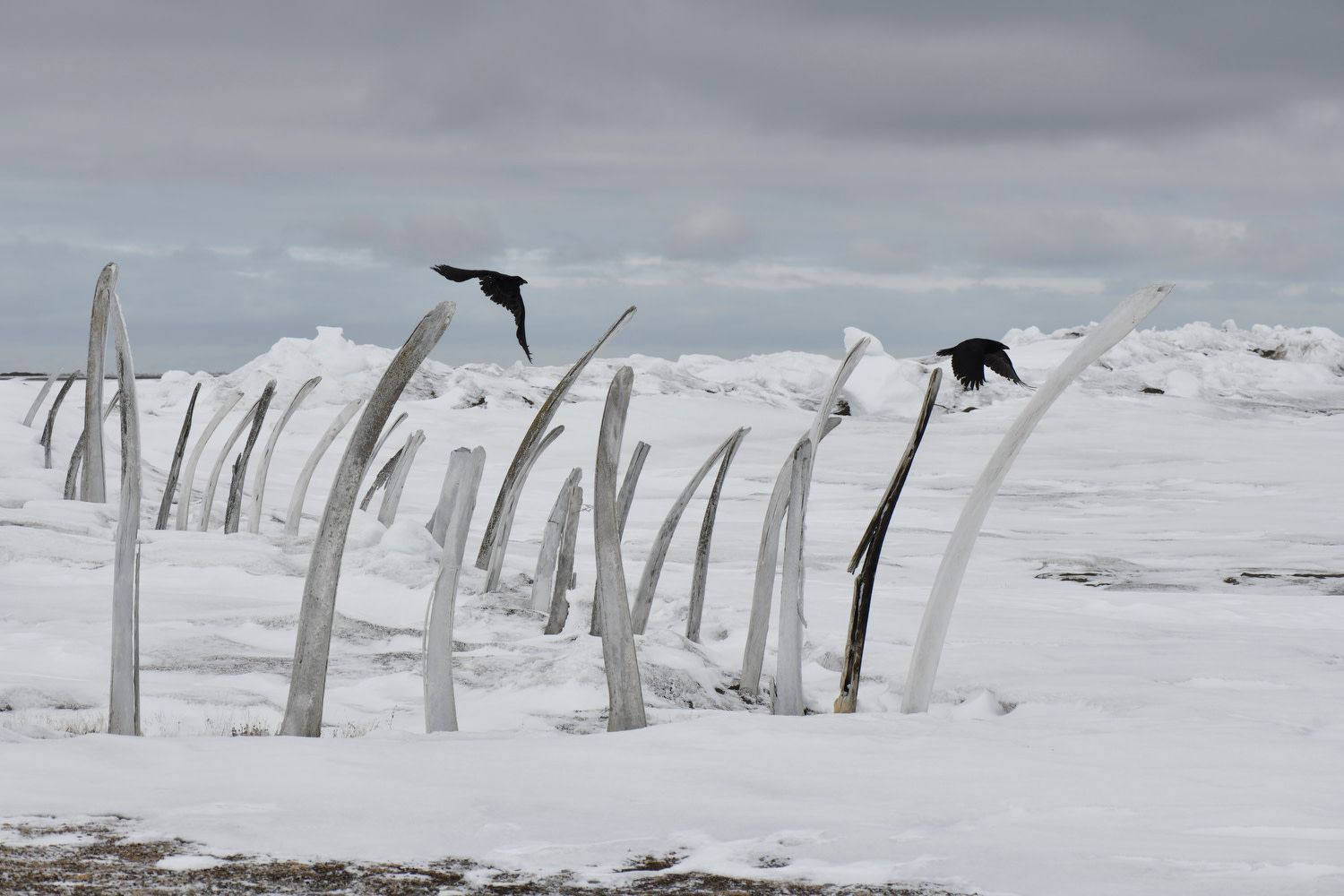 Point Hope, Alaska, États-Unis, mai 2018. Les grands os de mâchoires des baleines boréales servent aussi à marquer les limites du cimetière villageois.