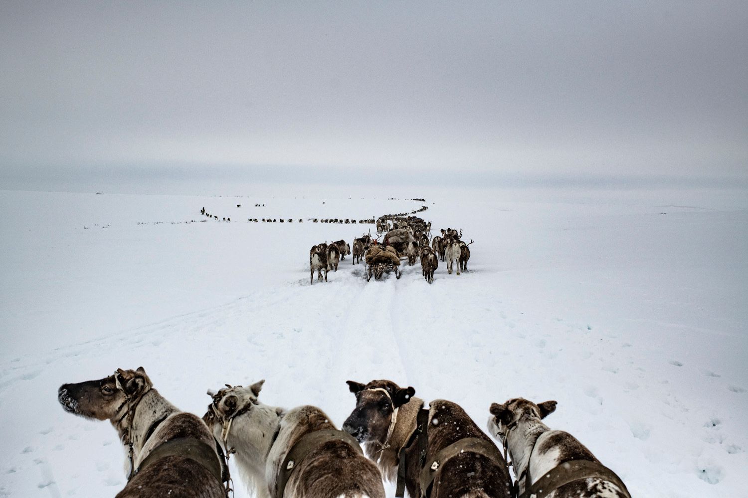 Péninsule de Yamal, district autonome de Iamalo-Nénétsie, Russie, avril 2018. Les Serotetto, une famille d'éleveurs nénètses (officiellement la huitième brigade de la ferme d'État de Yar-Sale), mènent leurs rennes des pâturages d'hiver aux pâturages d'été, plus au nord. Les hardes de rennes peuvent compter de 50 à 7 000 têtes. Les migrations dépendent de la saison et de la pérennité des prairies de lichen dont ils se nourrissent.